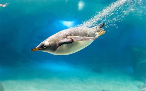 デスクトップ壁紙 鳥 ペンギン 水中 イルカ 脊椎動物 海洋生物学 海洋哺乳動物 2048x1280 Spacer