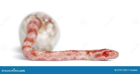 Corn Snake Hatching Pantherophis Guttatus Stock Image Image Of Wild