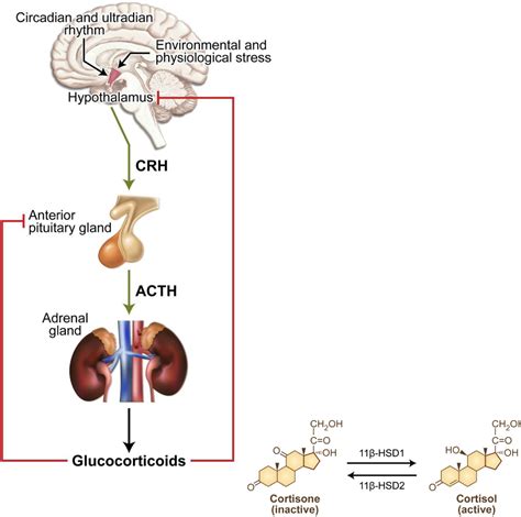 Glucocorticoid Receptor Signaling Pathway | Semantic Scholar