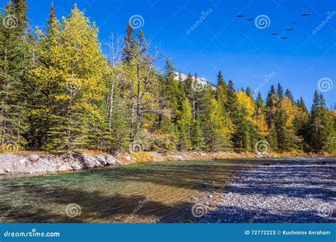 Flock Of Migratory Red Crested Pochard Flying On Lake Freshwater And