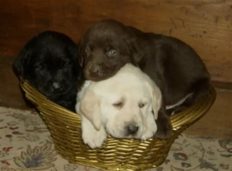 Awesome Lab Puppies Seeking New Homes