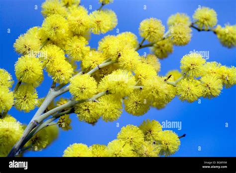 Mimosa In Bloom Stock Photo Alamy