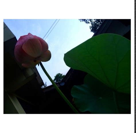 A Pink Flower Sitting On Top Of A Lush Green Leafy Plant Next To A Building