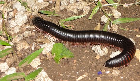 Millipede | Good Natured