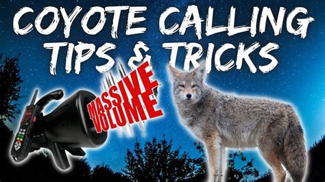 How To Call Coyotes Coyote Calling Tips Youtube