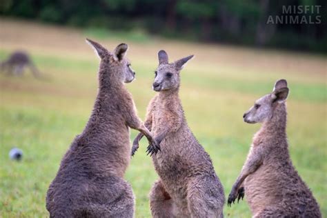 Kangaroo Size: How Big They Get & What Makes Them Grow