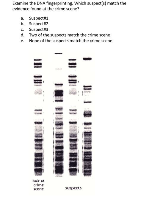 Dna Fingerprinting Crime Scene