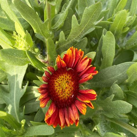 Gaillardia Arizona Red Shades Blanket Flower Cavano S Perennials