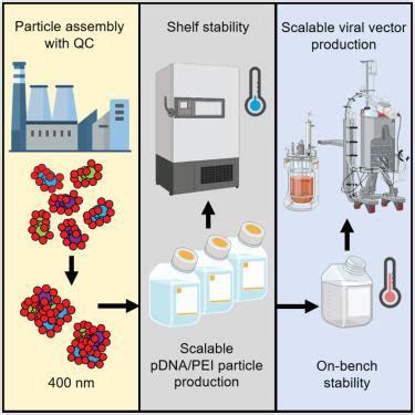 用于病毒载体生产的保质期稳定的质粒 DNA PEI 转染颗粒的升级生产 Molecular Therapy Methods