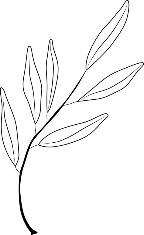 Premium Vector Hand Drawn Olive Tree Branch Outline Olive Branch