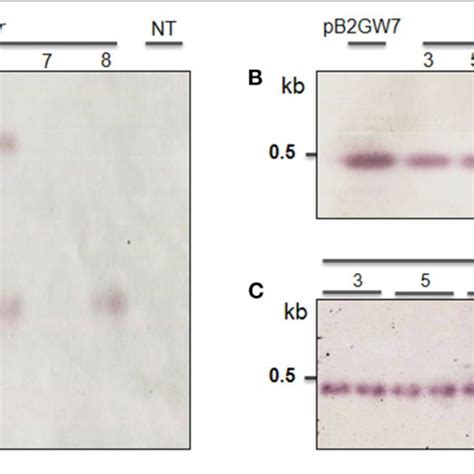 Southern Blot Analysis Of T1 To T3 Transgenic Plants Obtained From