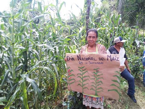 Ma Z Nativo Milpa Y Agroecolog A Adn Cultura