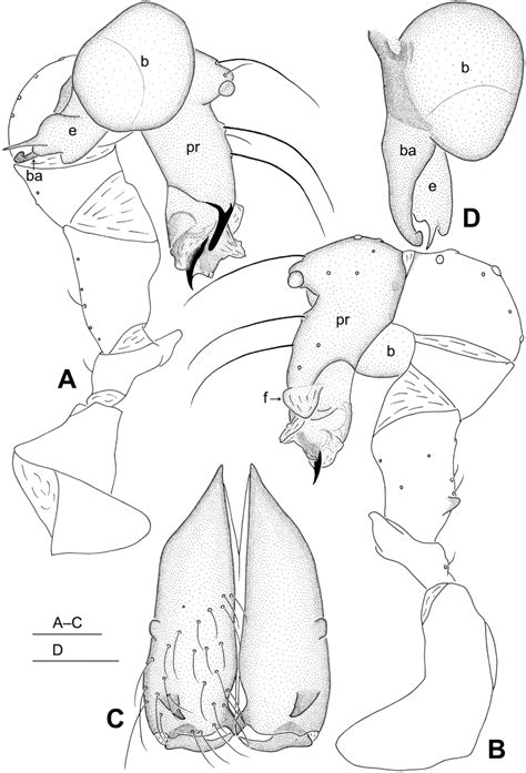 Belisana Martensi Sp Nov Male Holotype A B Pedipalpus A