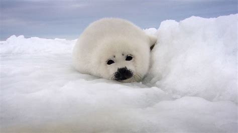 Harp seal | mammal | Britannica.com