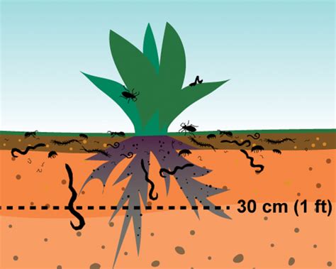 An Illustrated Soil Profile Shows Plant Roots And Soil Biota Active In