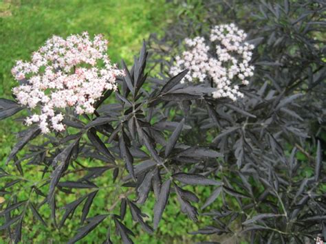 Plants With Dark Foliage