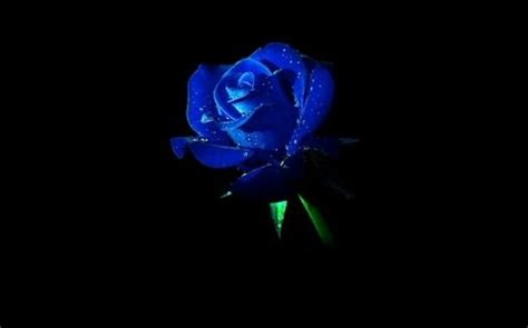 The Meaning of a Blue Rose — Blue Rose Games