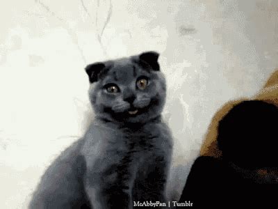 Smiling Cat GIF - Happycat - Discover & Share GIFs