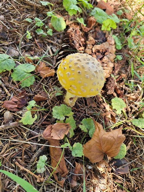 Amanita in my Ohio yard? : r/AmanitaMuscaria