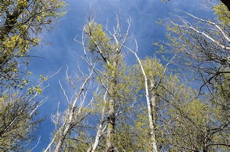 Premium Photo | Neglected poplar trees global warming damage to nature ...