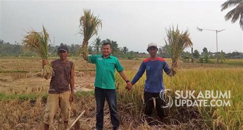 Hasil Panen Naik Persen Petani Di Sukabumi Optimis Swasembada