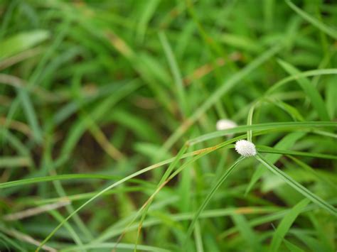 Cyperus Mindorensis Plants Of Guam And The Cnmi · Inaturalist