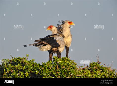 Secretary Birds Sagittarius Serpentarius Masai Mara National Reserve