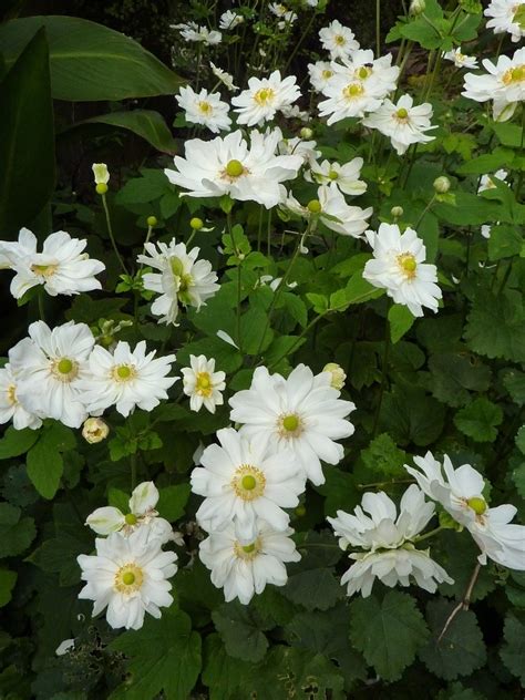 PlantFiles Pictures Anemone Japanese Windflower Japanese Anemone