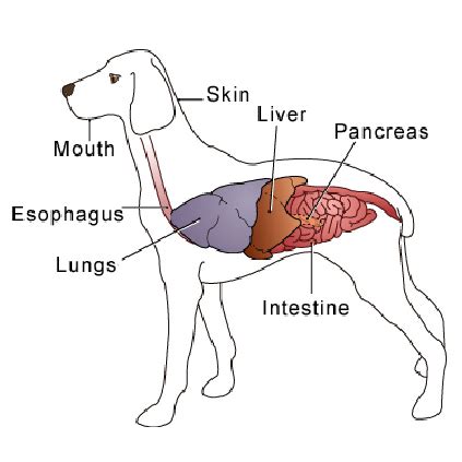 Pancreas: The Pancreas Is Located