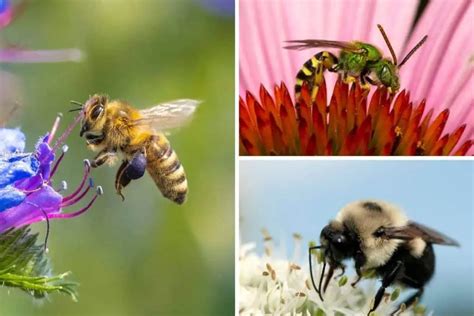 Meet The Pollinators Common Bee Species In North America Nature Roamer