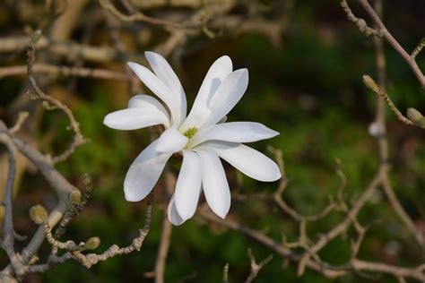 Free Photo Magnolia White Star Magnolia Free Image On Pixabay 317448