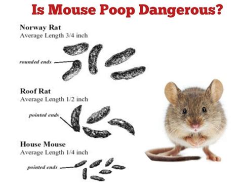 Is Mouse Poop Dangerous | Public Health