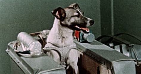 10 Tragic Facts About Laika, The First Dog In Space - Listverse