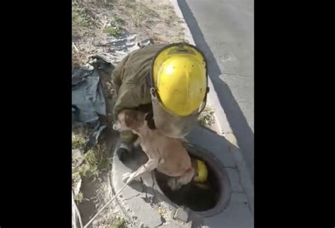 Rescatan A Perrito Que Cayó A Una Alcantarilla En Cuatro Siglos El Bordo