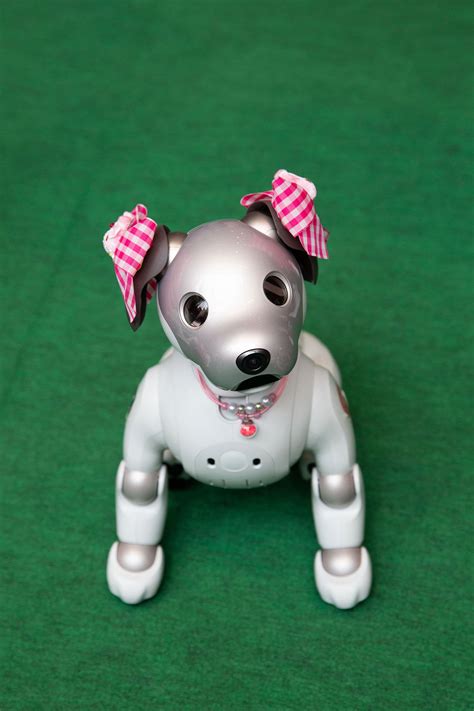 Aibo: People In Japan Learn To Love Their Robot Dogs — And Be Loved Back