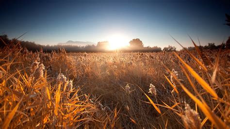 Wallpaper Sunlight Landscape Sunset Nature Plants Field Sunrise