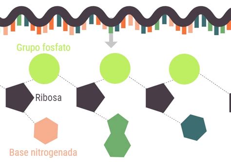 ¿qué Es El Arn Estructuras Tipos Y Funciones En La Célula