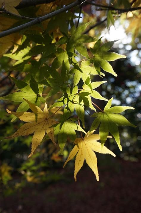 Maple Daun Daun Dedaunan Foto Gratis Di Pixabay Pixabay