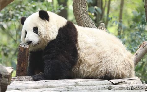 短短10米下班路，睡懵了的花花走了十分钟 熊猫果赖 熊猫果赖 哔哩哔哩视频