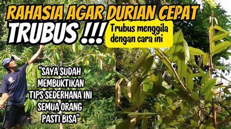 CARA AGAR POHON DURIAN CEPAT TRUBUS DAN BERBUAH YouTube