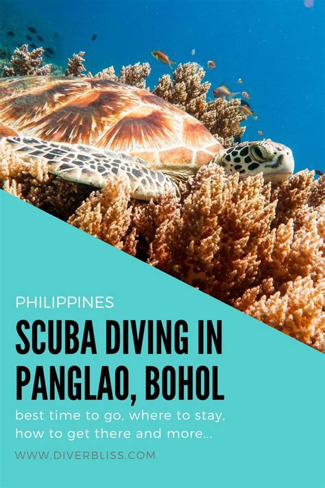 Scuba Diving in Panglao, Bohol, Philippines - Diver Bliss | Philippines ...