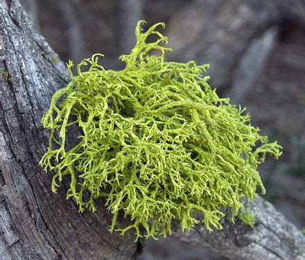 Lichen - Wikipedia