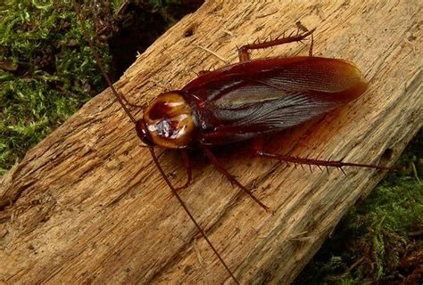 Smokybrown Cockroach Facts Identification And Pictures