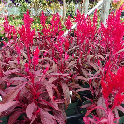 Dragon's Breath Celosia Seeds