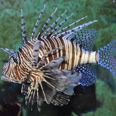 Volitan Lionfish Pterois Volitans