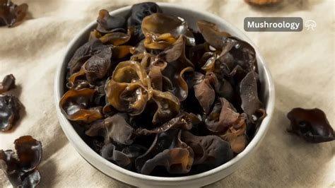 Wood Ear Mushroom Growing Guide Mushroom Growing And Cultivation