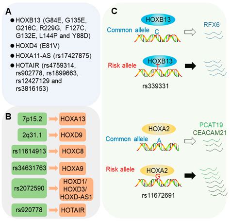 Cancers Free Full Text The Role Of Hox Transcription Factors In