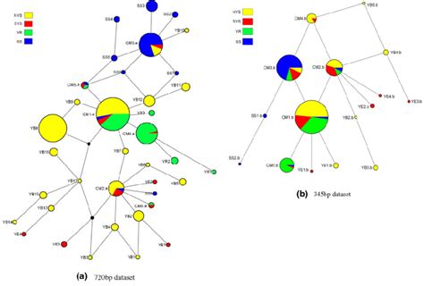 Median Joining Network Genealogical Relationships Among Mtdna Control