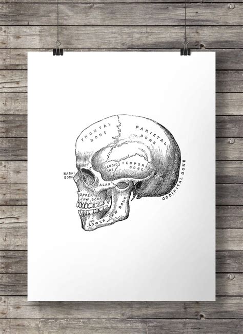 Antique Human Skull Engraving Diagram Minimalist Skull Etsy