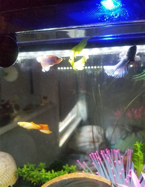 How Many Guppies In A Gallon Tank Maximize Your Space Vet Advises